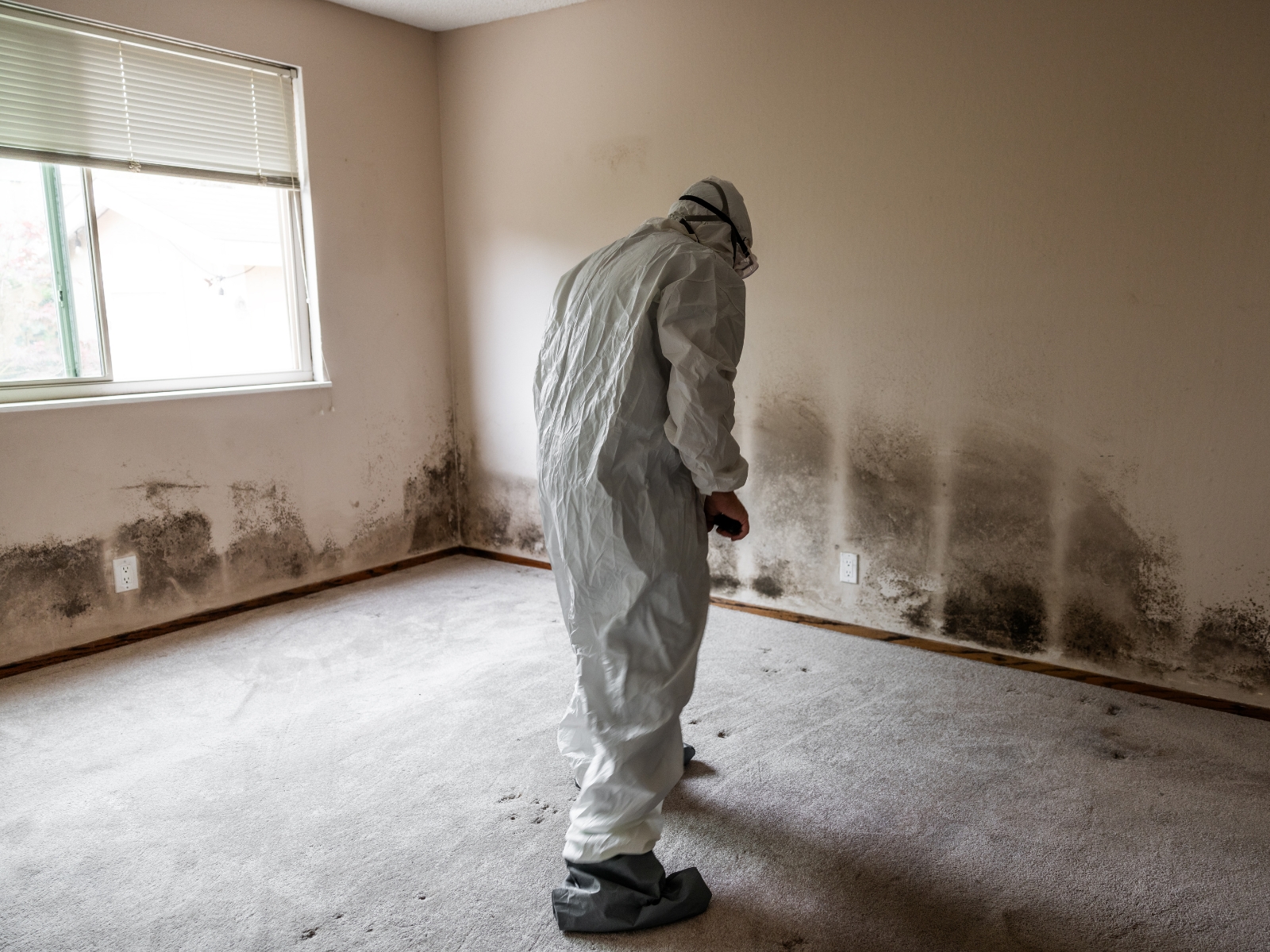 Mold Inspector Florida, Moho mold clean limpieza in Florida, Miami Mold Inspector Florida, Moho mold clean limpieza in Florida, Miami